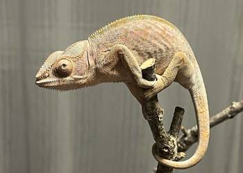 Kameleon lamparci samiczka