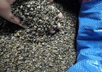 Sprzedam Gryka (Tatarka) i Łubin Gorzki