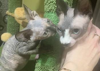 Sfinks Kanadyjski. Koteczka do odbioru. Rodowód