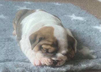 Szczenięta buldoga angielskiego o wyjątkowych liniach rodowych