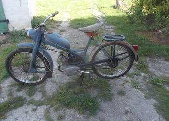 komar sztywniak
