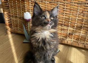 Przekochane koteczki Artemida i Attis Maine Coon