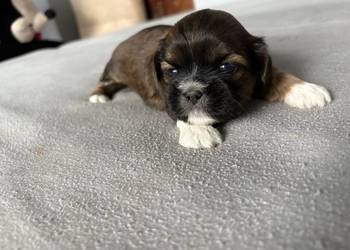 Suczka shih tzu