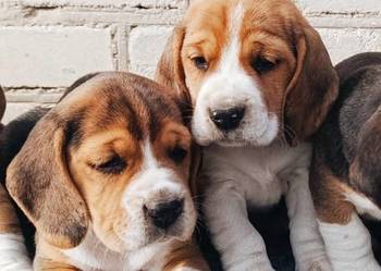Beagle tricolor szczeniak