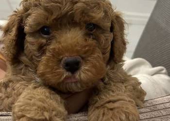 Maltipoo Red Brown