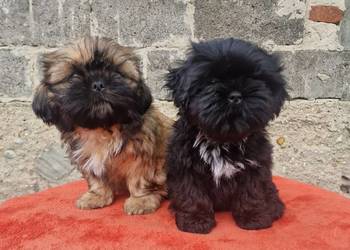 Piesek SHIH TZU zapraszam do rezerwacji