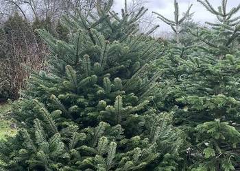 Sprzedaz choinek zapraszamy 570597166