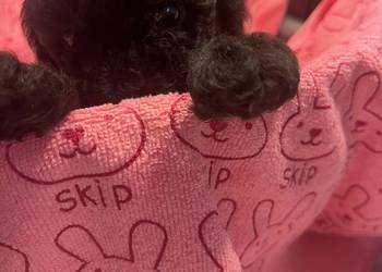 Pudel miniatura samiec