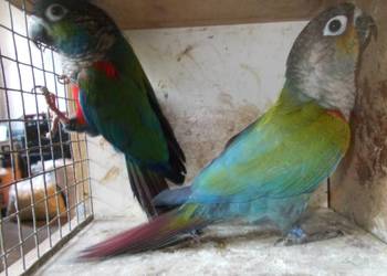 Rudosterki zielonolice