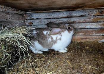 Sprzedam króliki samce