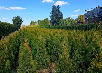 TUJA SZMARAGD (Thuja occidentalis ‘Smaragd’)