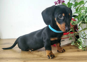 SUCZKA Jamnik krótkowłosy Czarna podpalana ASTRA Kraków