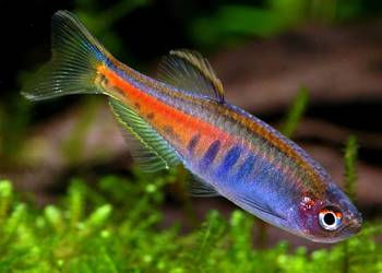 Danio myanmarski - Celestichthys choprae - BOGATA OFERTA