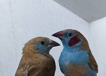 Motylik krasnouchy Astryld Astryldy para