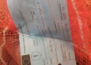 Ziemniak sadzeniak Bellarosa  z paszportem