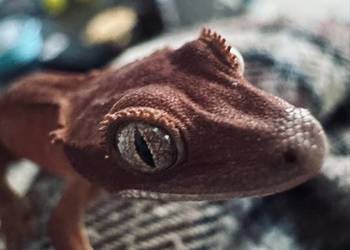 Młody gekon orzęsiony bicolor