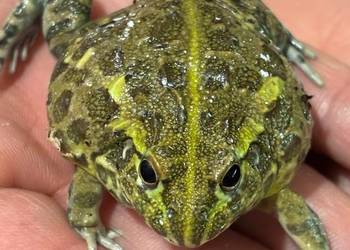 Afrykańska żaba byk (Pyxicephalus adspersus