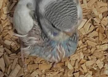 Sprzedam papugę do ręcznego karmienia