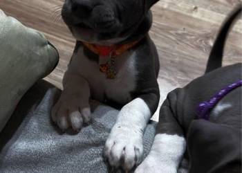 Piękne szczeniaki rasy American Staffordshire Terrier(amstaff) szukają domu