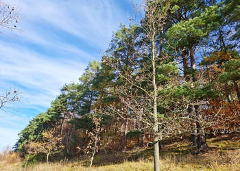 sprzedam dużą działkę rolną w Karkonoszach(nieopodal Karpacza)