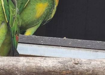 Amazonki niebieskoczelne