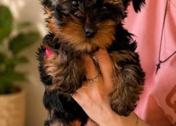 Yorkshire terrier