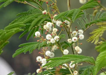 AKACJA LEUCOPHLOEA Acacia leucophloea - NASIONA 100g