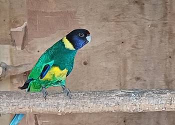 Papuga Barnard Żółtobrzuchy