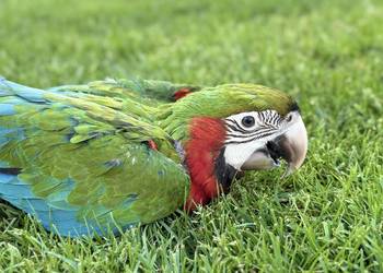 Ara harlekin młoda