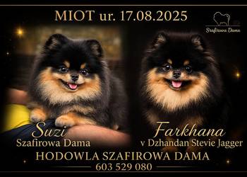 Szpic miniaturowy Pomeranian chłopiec black&tan