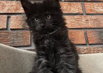 Kocur Leo Maine Coon