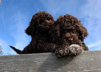 Szczenięta rasy lagotto romagnolo pieski zkwp FCI