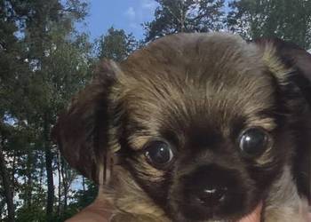 Chihuahua samczyk długowłosy FCI