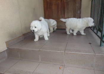 owczarek podhalański