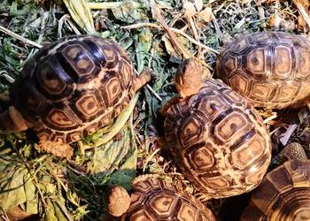 Żółw Lądowy Lamparci Olsztyn,bezpieczna wysyłka cała Polska