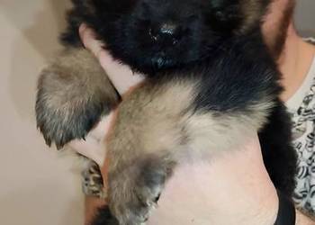 Szczeniaki owczarki niemieckie długowłose ZKWP Fci