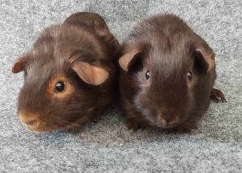Świnka morska cavia self gładkowłosa US Teddy z hodowli