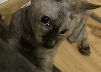 Sfinks Kanadyjski. Diablica do odbioru.