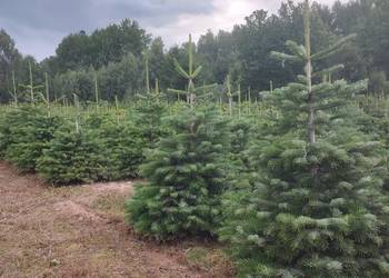 Jodła kaukaska kopana w doniczce 60-150cm. Choinki Plantacja choinek