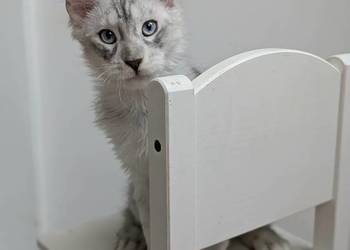 Kenai - Przystojny i słodki kocurek Maine Coon