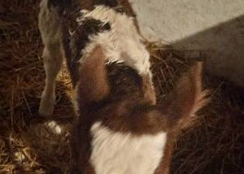 Jałóweczka rasa simental