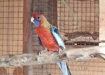 rozella królewska z tego roku,