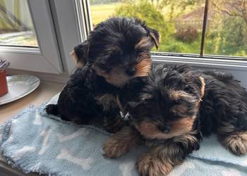 Yorkshire Terrier
