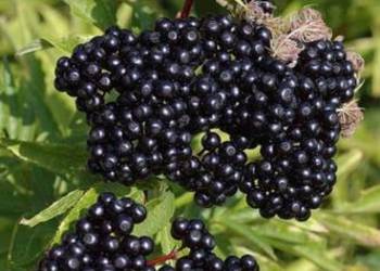 Sadzonki BZU CZARNEGO, 2-letnie