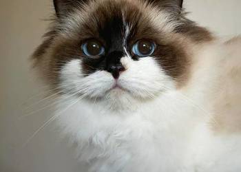 ragdoll kotka oryginalna rodowód FPL