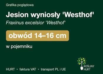 Jesion wyniosły 'Westhof' obwód 14-16 cm, w pojemniku – HURT