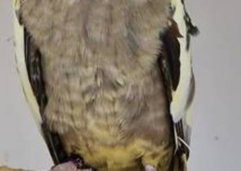 Nimfa młoda do oswojenia jak i dojrzałe pary papuga papugi