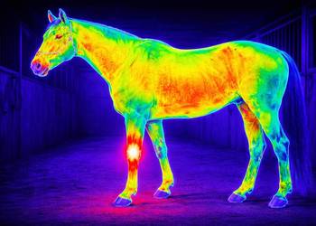 Termografia konia, badanie kamerą termowizyjna zwierząt, Wrocław, cennik