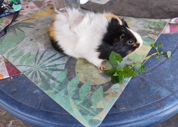 Świnka morska – młoda, oswojona, zadbana (samiec)