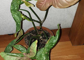 Zroślicha Neonowa, Syngonium 'Neon Robusta' , najprawdopodobniej